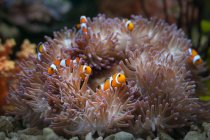 Clown Anemonfish hiding in a sea anemone, Indonesia — стоковое фото