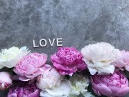 Peonías sobre un fondo gris alrededor de la palabra Amor - foto de stock