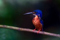 Blue-eared kingfisher on branch, Malaysia — Stock Photo