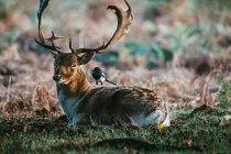 Magpie sitting on a Stag in Bushy Park, Richmond-Upon-Thames, London, United Kingdom — Stock Photo