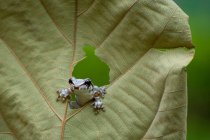 Молочная лягушка Amazon, выглядывающая через дыру в листе, Индонезия — стоковое фото