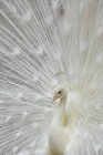 Портрет білого павича (Індонезія) — стокове фото