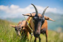 Two Mountain Goats in the Austrian Alps, Gastein, Salzburg, Austria — Stock Photo