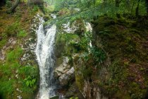 Cascata in una foresta, Isola di Arran, Scozia, Regno Unito — Foto stock