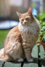 Портрет кота из Мэна Енота, сидящего в саду — стоковое фото