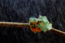Two Wallace's flying frogs on a branch, Indonesia — Stock Photo