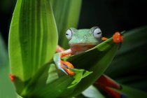 Flying frog (rachophorus reinwardtii) on a leaf, Indonesia — Stock Photo