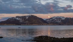 Patos Eider na praia ao pôr do sol, Lofoten, Nordland, Noruega — Fotografia de Stock