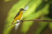 Bellissimo uccello Sunbird colorato sul ramo nella giornata di sole, Indonesia — Foto stock
