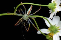 Spinne springt auf eine Blume, die ein Insekt frisst, Indonesien — Stockfoto