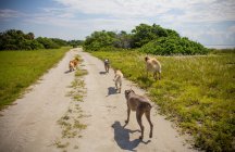 Five dogs running along a footpath, United States — Stock Photo
