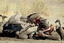 Стервятники питаются трупом мертвого слоненка, Национальный парк Мореми, Ботсвана — стоковое фото