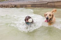 Two dogs playing in the ocean, United States — Stock Photo