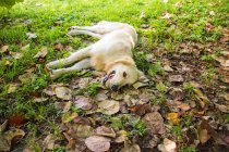 Golden retriever cão com uma bola na boca deitado na grama, Estados Unidos — Fotografia de Stock