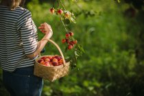 Donna che raccoglie albicocche nel suo giardino, Serbia — Foto stock