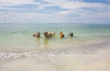 Cuatro perros jugando en el océano, Estados Unidos - foto de stock
