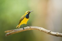 Beautiful colorful Sunbird on branch at sunny day, Indonesia — стоковое фото
