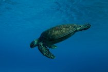 Морская черепаха, плавающая в океане, остров Леди Эллиот, Большой Барьерный риф, Квинсленд, Австралия — стоковое фото