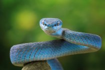 Primo piano di un serpente vipera blu (Trimeresurus Insularis) su un ramo, Indonesia — Foto stock