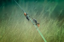 Dois insetos em uma lâmina de grama, Indonésia — Fotografia de Stock