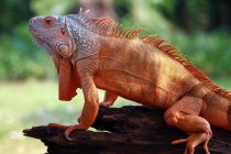 Retrato de una iguana en una rama, Indonesia - foto de stock