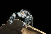 Nahaufnahme einer springenden Spinne, Indonesien — Stockfoto