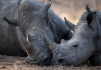 Vaca rinoceronte y ternera durmiendo, Sudáfrica - foto de stock