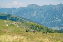 Wildpferde in den österreichischen Alpen, Salzburg, Österreich — Stockfoto