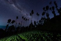 Milky way over a cabbage field near Mount Bromo, East Java, Indonesia — Stock Photo