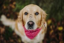 Portrait of a labrador dog with two wedding rings on his nose — Stock Photo