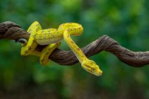 Green tree python on a branch, Indonesia — Stock Photo