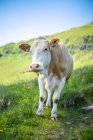 Vacca in piedi nelle Alpi austriache, Gastein, Salisburgo, Austria — Foto stock