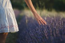 Visão traseira de uma adolescente caminhando por um campo de lavanda, Provence, França — Fotografia de Stock