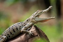 Salt water crocodile on a log, Indonesia — Stock Photo