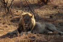 Ritratto di leone sdraiato nel cespuglio, Madikwe Game Reserve, Sud Africa — Foto stock