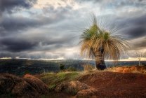 Асфальтове дерево трави під час заходу сонця на асфальтованій дорозі, каламунді, західних астраліях, аустралії. — стокове фото