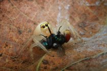 Стрибаючий павук їсть комаху, крупним планом — стокове фото