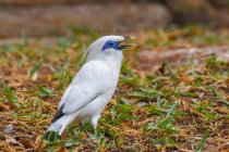 Bali Starling on a branch, Indonesia — Stock Photo