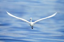 Little Egret (Egretta garzetta) flying over ocean, Indonesia — Stock Photo