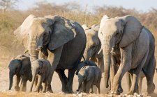 Elephants walking in the bush, Etosha National Park, Namibia — Stock Photo