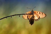 Крупный план бабочки на веточке, Индонезия — стоковое фото