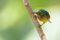 Schöne bunte Kolibri auf Zweig am sonnigen Tag, Indonesien — Stockfoto