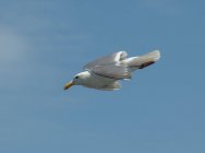 Seagull in flight, British Columbia, Canada — Stock Photo