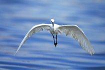 Little Egret (Egretta garzetta) sobrevoando o oceano, Indonésia — Fotografia de Stock