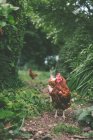 Free range chickens in a country garden, England, United Kingdom — Stock Photo