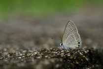 Крупный план бабочки на земле, Индонезия — стоковое фото