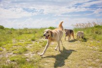 Three dogs playing by the ocean, United States — Stock Photo