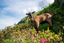 Retrato de uma cabra de montanha nos Alpes Austríacos, Gastein, Salzburgo, Áustria — Fotografia de Stock