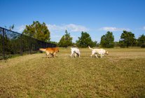 Three dogs in a public park, United States — Stock Photo
