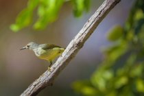 Magnifique Sunbird coloré sur la branche à la journée ensoleillée, Indonésie — Photo de stock